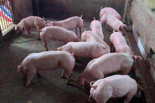 Giá heo hơi hôm nay 28/1/2024: Tăng mạnh 4.000 đồng/kg
