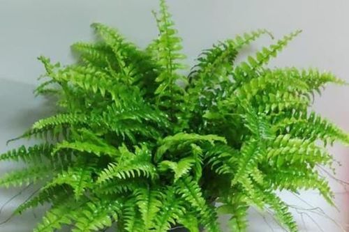 6 loại cây không nên phơi nắng vào mùa đông, ưa bóng râm, thích hợp nhất cho phòng ngủ và phòng tắm
