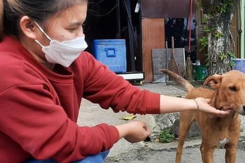 Xác định địa phương tiềm năng ở Việt Nam thí điểm việc chấm dứt buôn bán thịt chó và mèo