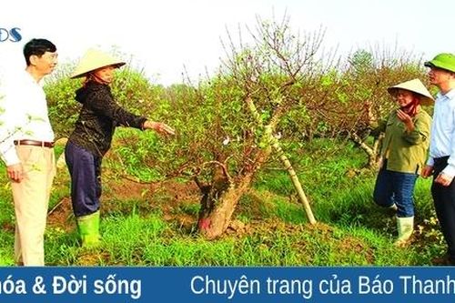 Quảng bá và xây dựng thương hiệu cây đào cảnh Triệu Sơn