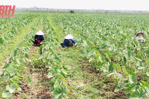 Đẩy mạnh nghiên cứu, chọn tạo và khảo nghiệm giống cây trồng