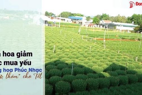 Gần nửa triệu lượt xem các video clip về hoa tết