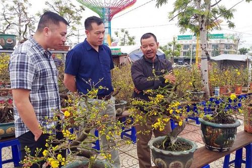 Nỗi niềm người dân ở 'thủ phủ' trồng mai Tết miền Trung
