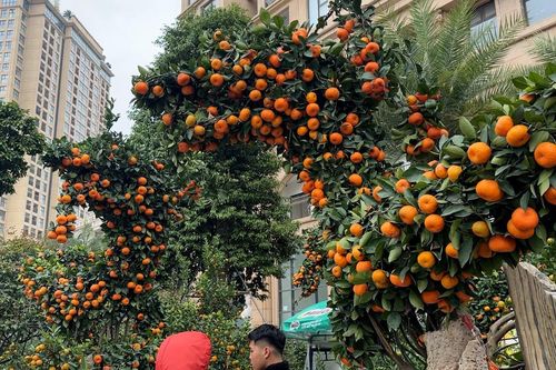 Độc đáo cặp quýt 'Song long' khổng lồ giá 200 triệu đồng ở Hà Nội
