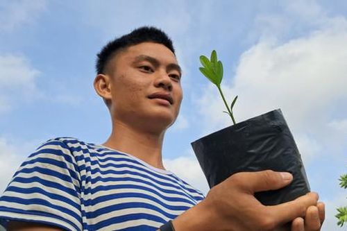 Bàng vuông khoe sắc xuân trên đảo Trường Sa