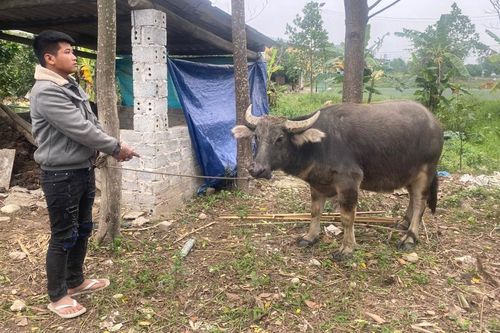 Hành động bất ngờ của nam thanh niên sau khi trộm trâu của người dân
