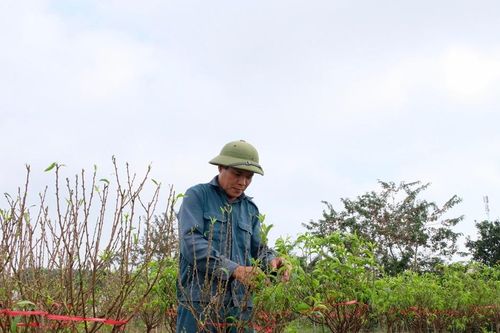 Hà Nội: Kỳ vọng đổi đời ở làng đào Phù Trì- Mê Linh