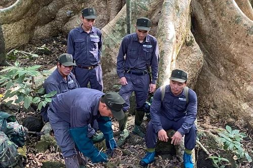 Giữ sự sống của rừng
