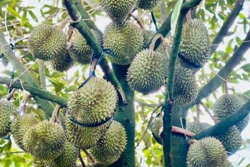 Xuất khẩu nông sản và câu chuyện hàng rào phi thuế quan