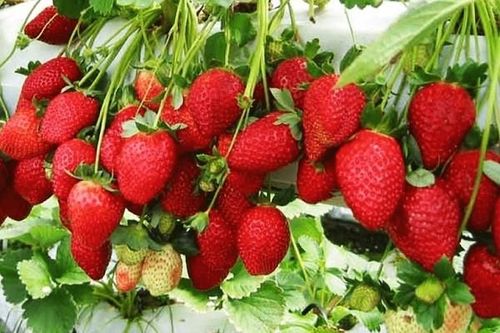 Cẩn trọng với dâu tây giá rẻ