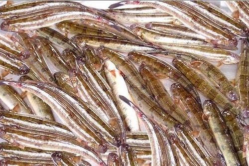 Giá cá kèo tăng mạnh