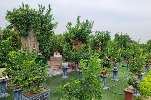 Độc lạ quất cảnh Tứ Liên giá trăm triệu đồng/chậu