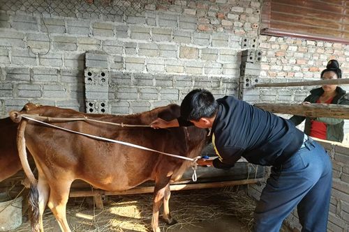 Làm rõ trách nhiệm tập thể, cá nhân vụ 'nhập nhèm cấp bò giống ở Điện Biên'