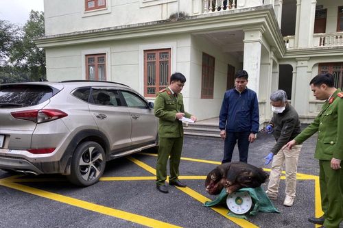Ninh Bình:Nhức nhối nạn săn bắt, buôn bán động vật hoang dã