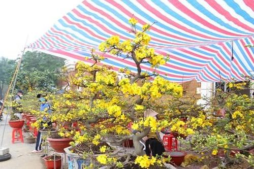 Mai vàng rực rỡ 'đổ bộ' thành Vinh chào Tết