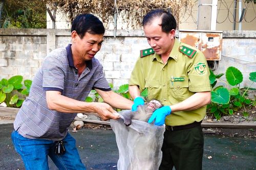 Người dân bàn giao 2 cá thể khỉ đuôi dài quý hiếm cho kiểm lâm