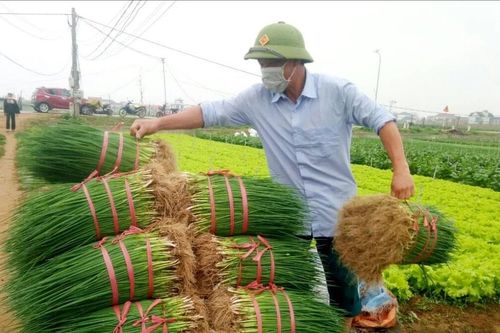 Nông dân Quỳnh Lưu ấp ủ Tết ấm từ những ruộng rau màu