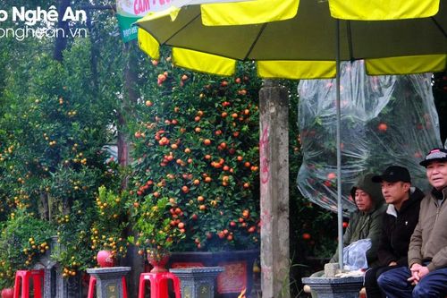 Trời rét, hàng hoa cây cảnh ở thành Vinh đìu hiu, người mua lác đác