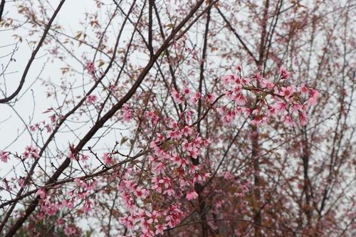 Phát triển Măng Đen thành thị trấn Hoa Anh Đào, bốn mùa hoa nở