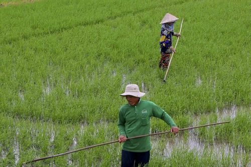 Quảng Bình lần đầu gieo sạ bằng thiết bị bay không người lái