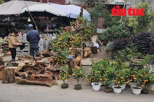 Phố chợ cây cảnh Hoàng Hoa Thám lại 'mất' vỉa hè dịp giáp Tết