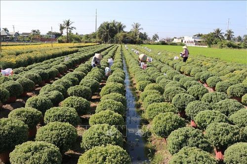 Cung ứng hơn 1,1 triệu giỏ hoa cho thị trường Tết