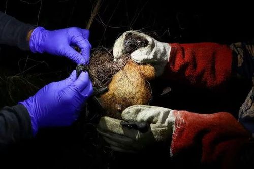 Bangladesh ghi nhận ca tử vong đầu tiên do virus Nipah