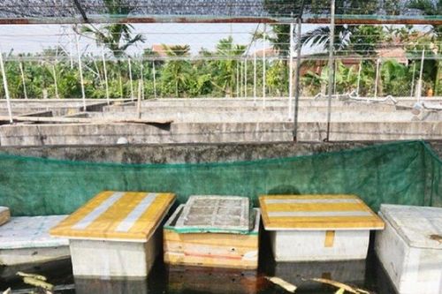 Anh nông dân lãi 200 triệu/năm nhờ nuôi con 'đen sì' trong bể xi măng