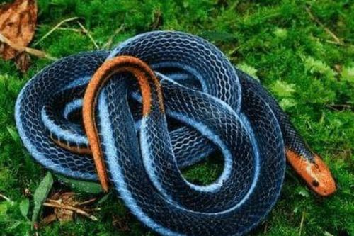Là một trong những loài rắn độc nhất thế giới, tại sao 'San hô xanh' lại có thể thống trị thế giới loài rắn?