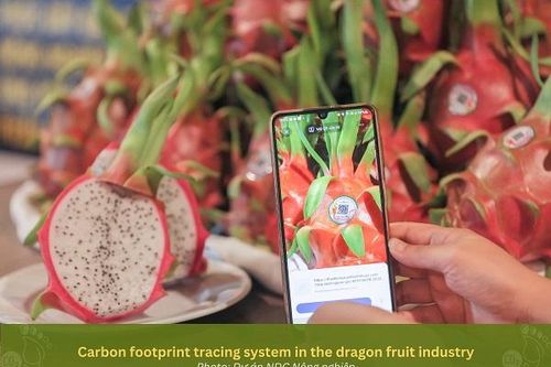 Người trồng thanh long Bình Thuận tiết kiệm 50% năng lượng nhờ chuyển đổi xanh