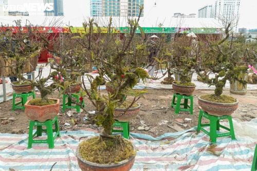 Nhất chi mai khoe sắc tinh khôi