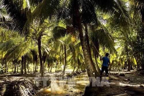 Phê duyệt cây dừa là cây công nghiệp chủ lực quốc gia