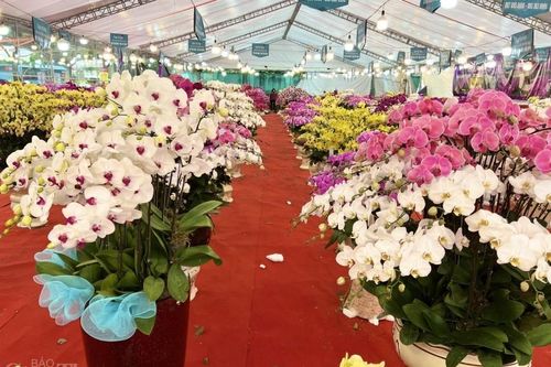 Thị trường hoa lan Tết ảm đạm, người buôn nói gì?