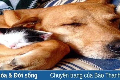 Tôi là Tiểu Bạch và đây là chuyện của lũ mèo chúng tôi: Câu chuyện thứ 5 – Như chó với mèo