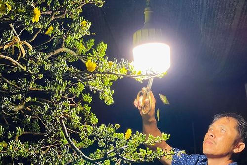 Thao thức cùng hoa