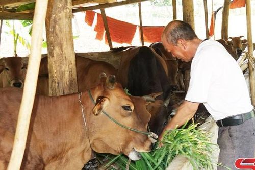 Chiềng Lương tìm hướng sản xuất, giảm nghèo cho nhân dân