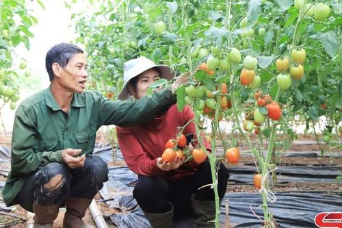 Mộc Châu chủ động chống rét hại cho rau màu