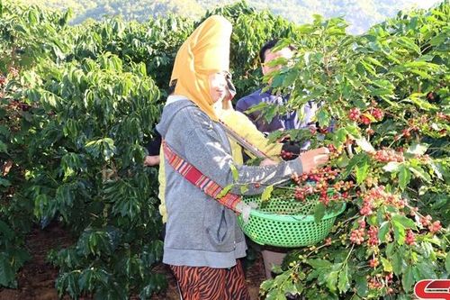 Thuận Châu tập trung phát triển kinh tế - xã hội vùng dân tộc thiểu số