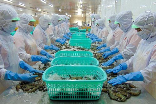 Thực phẩm Sao Ta (FMC) trở thành nhà xuất khẩu tôm Việt lớn nhất vào Nhật Bản