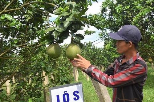 HTX làm gì để tìm được khách hàng xuất khẩu?