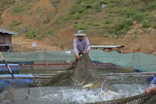 Chăn nuôi, thủy sản đều tăng trưởng tốt trong tháng 1