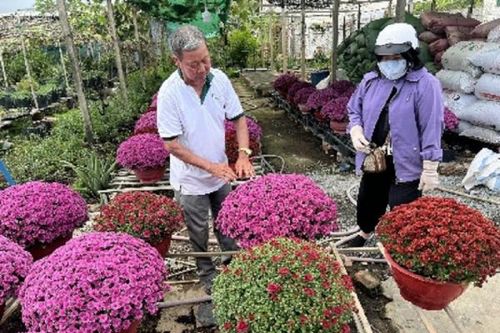 Muôn hoa khoe sắc tại làng hoa trăm tuổi ở Cần Thơ