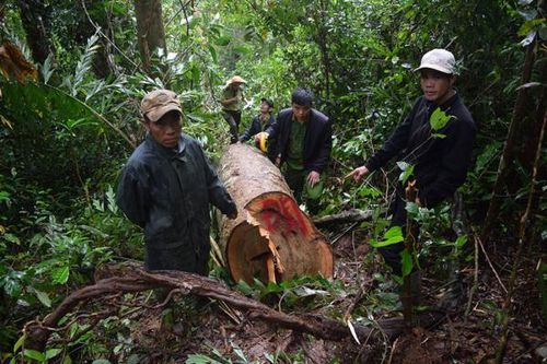 Khai thác lậu gỗ dổi để... lấy tiền tiêu Tết