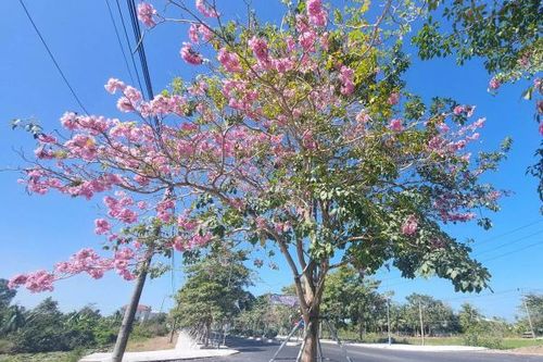 Đường hoa kèn hồng độc nhất ở Sóc Trăng 'bung lụa' đón xuân