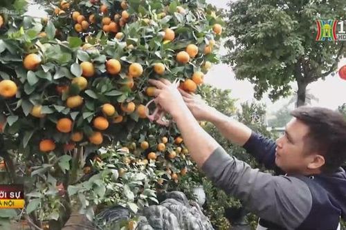 Cây quýt uốn dáng rồng bán trăm triệu đồng dịp Tết