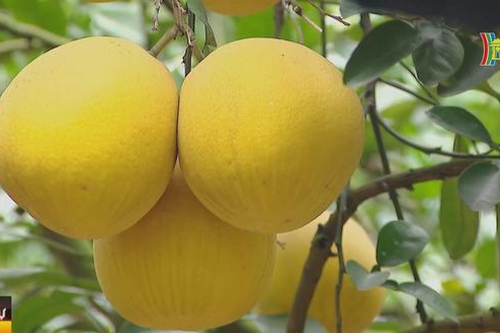 Mùa vàng bưởi Diễn vào Tết