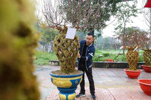 Đào lộc bình lạ mắt 'trình làng', giá hàng chục triệu đồng