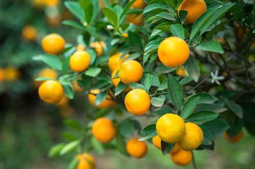 Những loại cây giúp thanh lọc không khí
