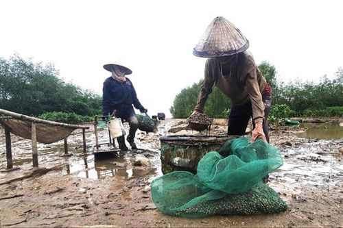 Lướt trên bãi lầy lấy lộc trời
