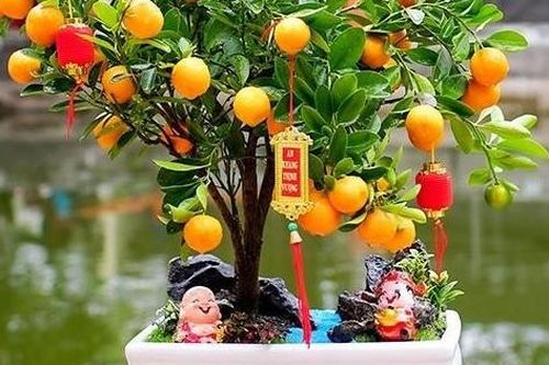 3 loại cây 'sinh vượng khí', hấp thu độc tố, 2/3 cây có thể làm thuốc: Ngày Tết nhà nào cũng nên có 1 cây